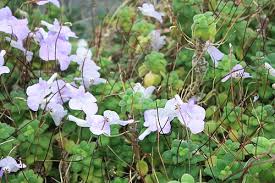 Image result for Streptocarpus glandulosissimus