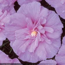 Image result for Hibiscus syriacus ´Pink Chiffon