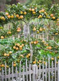Edible Landscaping Espaliered Apple Tree Garden Jardin Potager Bauerngarten Kokstradgard Apple Tree Gardening Fruit Tree Garden Plants