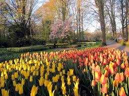14 einmalige sehenswürdigkeiten in holland, welche du in deinem nächsten urlaub in den wir haben dir hier verschiedene holland ausflugsziele aufgelistet, die definitiv einen besuch wert sind. Holland Tulpen Design Im Keukenhof Vonreisenundgaerten