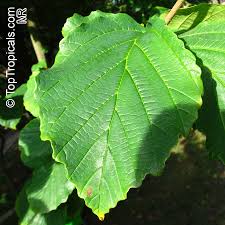 Image result for Hamamelis mollisi