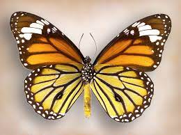 Common Tiger Butterfly Danaus Genutia In 2020 Butterfly Tiger Common