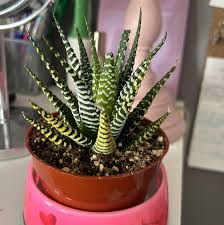Image result for Haworthia mix