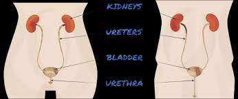 Maybe you would like to learn more about one of these? Urinary Tract Infection Uti Treatment Without Antibiotics Goodrx