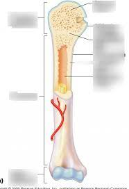 #a labeled long bone #long bone labeled diagram #long bone labelling quiz #long bone structure labeled #parts of long bone labeled. Long Bone Labeled Cengage Parts Of A Long Bone They Are One Of Five Types Of Bones Dorathyd Glory