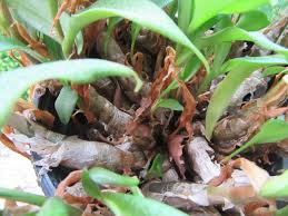 Image result for Ledebouria Unidentified sp. no3.