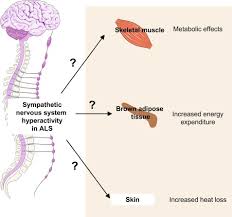 Sympathetic Nervous System An Overview Sciencedirect Topics