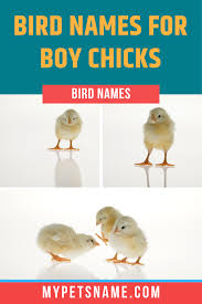 Boy Bird Names Boy And Bird Bird Pet Names