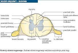 Również tu rdzeń kręgowy pełni istotną rolę. Rdzen Kregowy