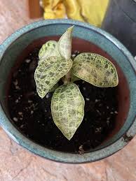 Check spelling or type a new query. Just Got This Lightning Jewel Orchid Saturday And Some Of The Leaves Are Discolored The Soil Was Very Wet Even Though I Only Watered It Once After Getting So I Already Repotted