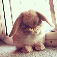 Tumblr Nezdhz4tfi1rpws3co1 500 Jpg 500 500 Mascotas Mascotas Tumblrnezdhz4tfi1rpws3co1500jpg 2020 Sevimli Hayvan Yavrulari Bebek Hamster Komik Hayvan