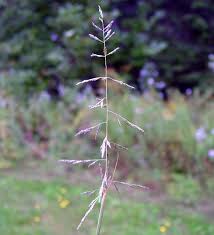 Image result for Sporobolus panicoides