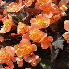 Image result for Begonia princeae