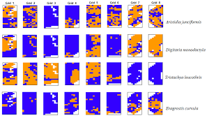 Image result for Digitaria monodactyla