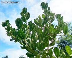 Image result for Ellipanthus madagascariensis
