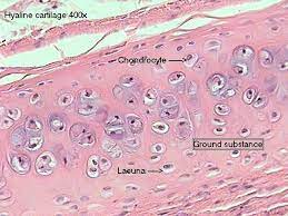 Pin By Shayma On Histology Hyaline Cartilage Anatomy And Physiology Physiology