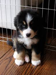 Bernese Mountain Dogs Cute Animals Cute Dogs Cute Puppies