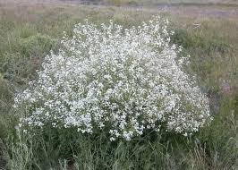 Image result for Crambe kilimandscharica