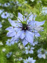 Foto utili per conoscere e imparare tutti i fiori primaverili più belli e importanti. Nigella Damascena Un Fiore Dal Colore Del Cielo Natura In Mente Calliopea