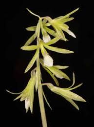 Image result for Nervilia petraea