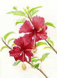 Two Red Hibiscus Flowers Art Print By Sharon Freeman Flower Art Hibiscus Flowers Flower Painting