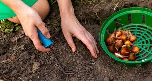 The preliminary steps for planting bulbs are very much the same as for garden plants. 6 Must Read Tips For Planting Bulbs In The Fall Farmers Almanac