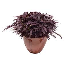Image result for Ipomoea batatas pots