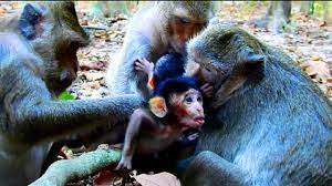 Poor Baby Monkey Omg Mum Make Baby S Tongue Coming Out Baby Hurt P Baby Monkey Baby Tongue Monkey