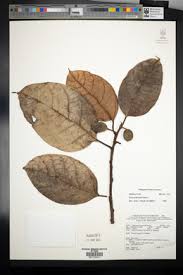 Image result for Ficus pseudomangifera