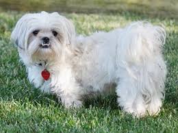 Lhaza tzu 1yr old lhasa apso and shih tzu hybrid. Peketese Puppies For Sale Available In Phoenix Tucson Az