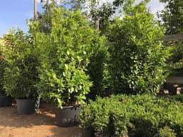 Tree types our evergreen trees are only available as balled and burlapped plantings, which is why they cost more than many other shade and ornamental even so, transplanted trees and shrubs don't make it to maturity for many reasons. Specimen And Semi Mature Trees Practicality Brown