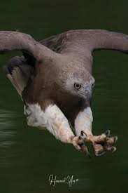 Grey Headed Fish Eagle Pandan River Singapore Beautiful Birds Bald Eagle Bird