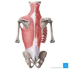 It is located in the upper front part of the leg. Back Muscles Anatomy And Functions Kenhub