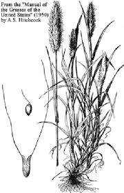 Image result for Polypogon