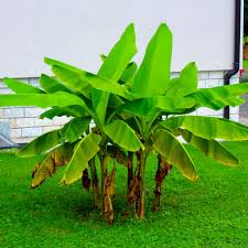 Image result for Musa Cavendish