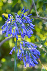 Image result for Agapanthus inapertus