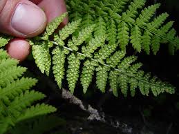 Image result for Dryopteris