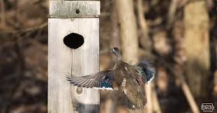 Each plan has full size templates where necessary, a complete list of materials, building instructions, measured drawings with multiple views, and a detailed. Build Your Own Simple Nest Box For Ducks Dnr News Releases