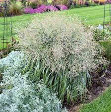 Image result for Panicum funaense