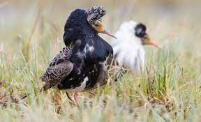 The tlingit people have stewarded the chilkat valley since time immemorial. Among Ruffs Some Fight Loving Fighters Don T Like To Fight All About Birds All About Birds