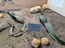 Image result for Welwitschiaceae