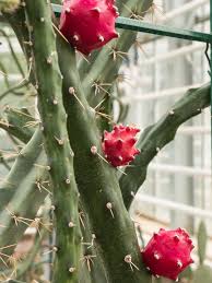 Caring for this plant can be a bit tricky as you need to take care not to overwater or underwater it. Fragrant Red Dragon Apple Cactus Harrisia Fragrans Urban Tropicals