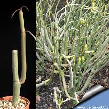 Image result for Ceropegia nutans