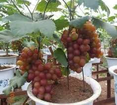 Anak pokok yang siap ditanam kedalam pasu. Jom Tanam Anggur Dalam Pasu Boleh Terus Tanam Dalam Pasu Berbuah Seawal 2 Hingga 5 Bulan Dijual Beserta Pasu Pokok Berbuah Lebat Nak Dapatkan Anak Pokok Anggur Dalam Pasu Ni Whatsap 0137783038
