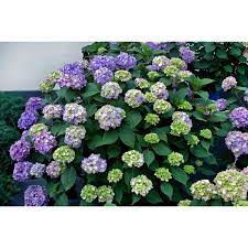 1 Gallon Multicolor Hydrangea Bloom Struck Flowering Shrub In Pot Lowes Com Bloomstruck Hydrangea Endless Summer Hydrangea Summer Hydrangeas