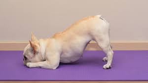 How S Your Downward Facing Dog