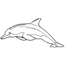Dolphin colouring pages free printable. Top 20 Free Printable Dolphin Coloring Pages Online