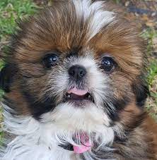 Beautiful shih tzu puppies pic hide this posting restore restore this posting. Central Florida Shih Tzu Puppies Home Facebook