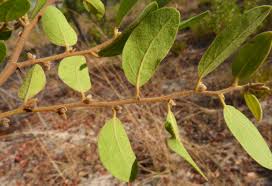 Image result for Xylopia tomentosa