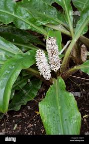 Image result for Palisota